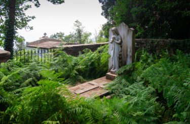 grave with ferns