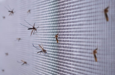 many mosquitoes on insect net wire screen close up on house window