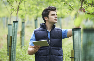 Forestry Worker With Digital Tablet Checking Young Trees